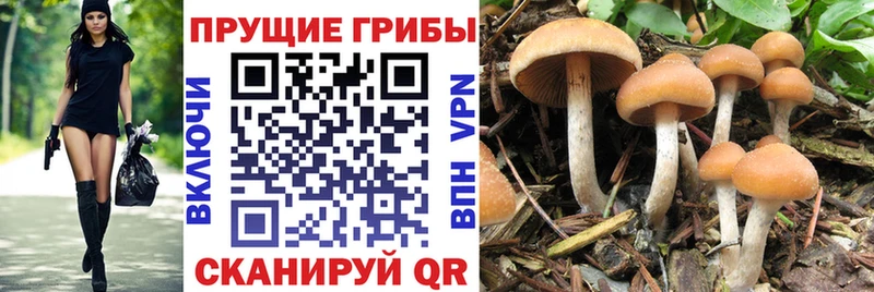 Псилоцибиновые грибы MAGIC MUSHROOMS  как найти наркотики  Биробиджан 